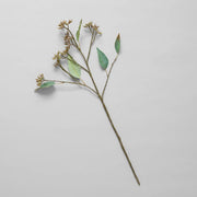 Eucalyptus Seed Stem