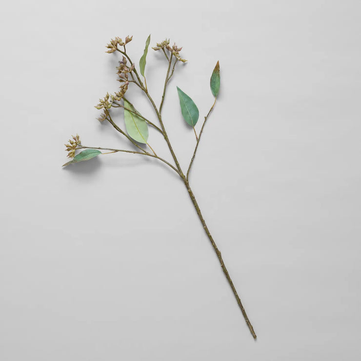 Eucalyptus Seed Stem