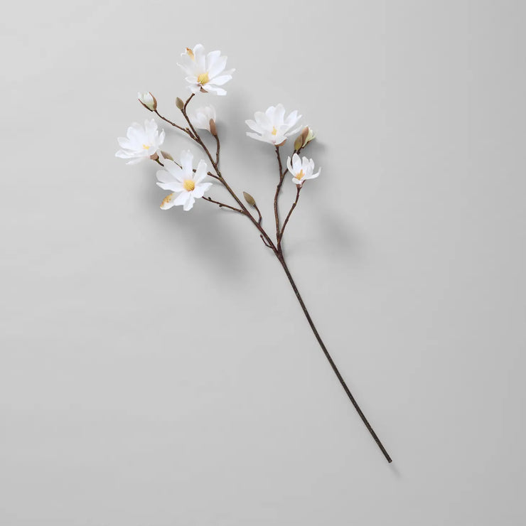 Star Magnolia Stem